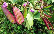 人濕氣太重吃這幾物祛濕 中醫教你調理濕氣重