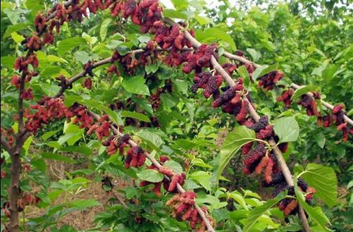 桑屬于最常用的中草藥之一 桑樹各部分的藥用價值