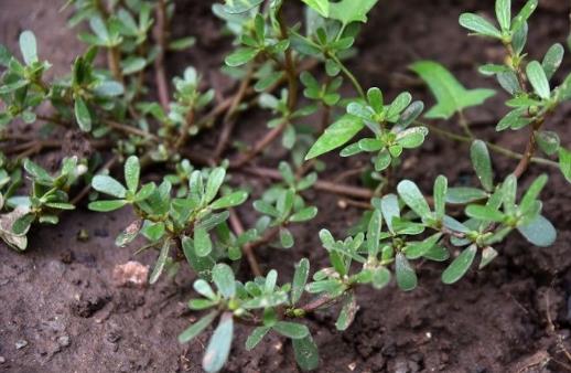 甲狀腺有“結節 常吃馬齒莧化瘀散結