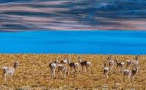 ?高山反應(yīng)把美好行程變成噩夢(mèng) 應(yīng)對(duì)高山反應(yīng)的方法