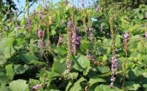 ?驢友要認(rèn)識(shí)的救命草 生存機(jī)會(huì)比手持裝備有效的多