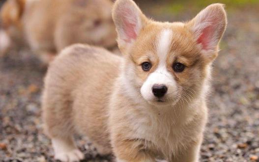 長不大又好養的狗狗品種 小型寵物狗品種推薦