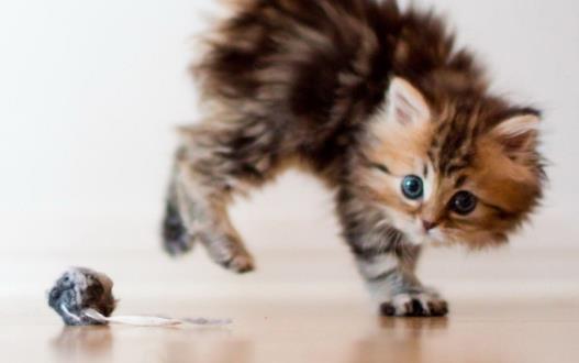 寵物貓攻擊人 對待咬人的貓咪糾正訓練