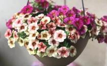 城市家庭露臺陽臺養花 養護要點和注意事項