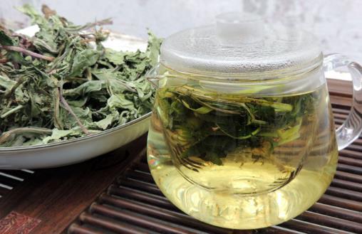 蒲公英的“根”能泡水喝嗎？有哪些功效？