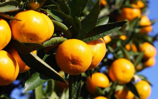 并不只有香蕉可以治療便秘 有利于預防便秘的水果