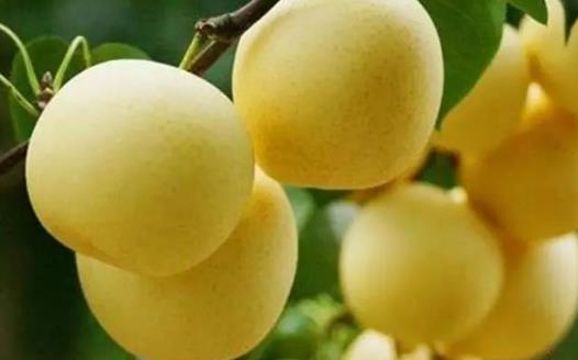 不同的煮梨方法有不同的功效