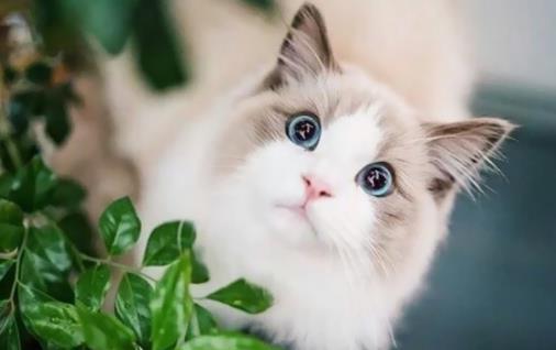 布偶貓吃什么對毛發好 原來這些食物就可以