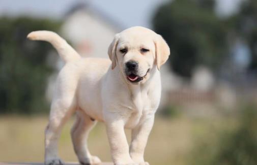 不要有這4個習(xí)慣,傷害狗狗身體的同時,還可能縮短它們生