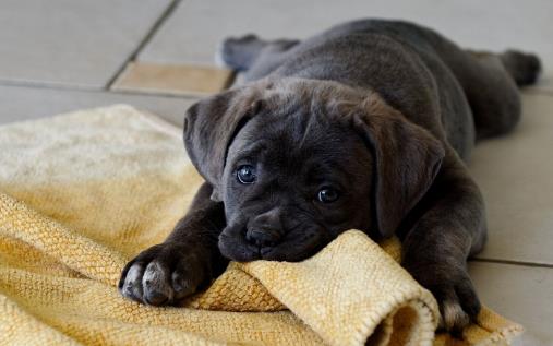 不要有這4個習(xí)慣,傷害狗狗身體的同時,還可能縮短它們生