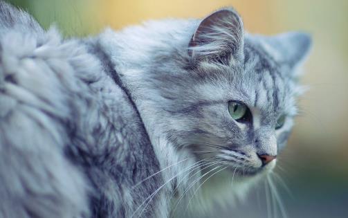 經常讓貓咪誤會的幾個動作,寵主經常做,卻不知這樣很傷