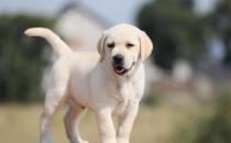 ?傷害狗狗身體的習慣揭秘 狗狗憋尿對身體傷害很大