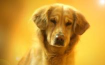 ?狗狗看上去奇怪的行為 其實是在表達對鏟屎官的愛