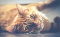 經常讓貓咪誤會的幾個動作 翻肚向你不是要你摸