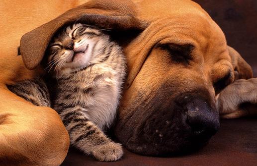 貓狗一起養的幾大好處,鏟屎官都懂,可就是花費太大了!