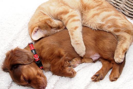 貓狗一起養的幾大好處,鏟屎官都懂,可就是花費太大了!