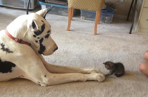 貓狗一起養的幾大好處,鏟屎官都懂,可就是花費太大了!