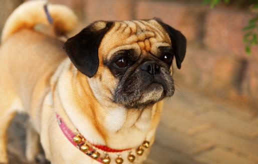 狗狗多大開始訓練?基礎訓練三個月開始