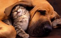 ?貓咪同狗狗一起養的注意事項 貓狗一起養的好處揭秘