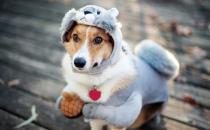 ?狗狗并不總是喜歡被撫摸 學會撫摸狗狗讓它更喜歡你