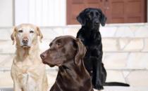 ?拉布拉多犬AKC標準揭秘 快來看看你家寶貝品種純不純