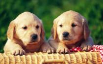 ?狗狗基礎訓練三個月開始 各種動作訓練方法解讀