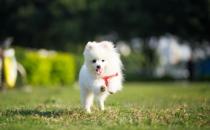 ?女生適合養的寵物狗推薦 幾個適合女性飼養的寵物狗