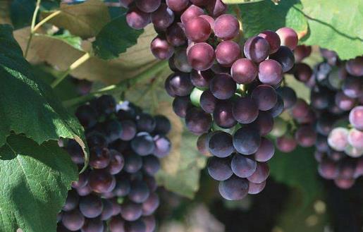 喝酒后會(huì)頭疼 緩解酒后頭疼的妙招