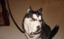 ?只有鏟屎官才了解的快樂 容易躺槍的養狗錯誤觀念