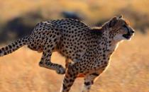 ?豹子小身軀有著大能量 關于豹子的冷知識