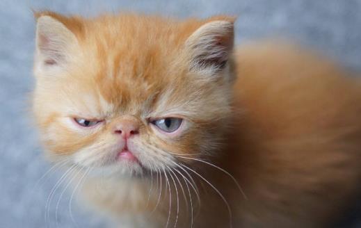 貓咪總會(huì)在家門口等主人 你是它的唯一喵生伴侶