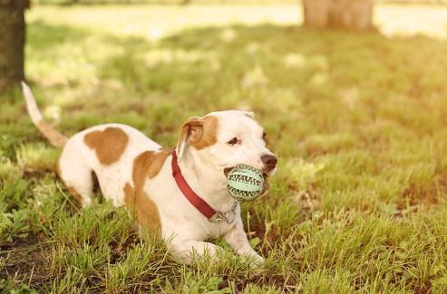 養(yǎng)狗人士的運(yùn)動(dòng)量達(dá)標(biāo)率會(huì)偏高 帶著狗狗運(yùn)動(dòng)的好處