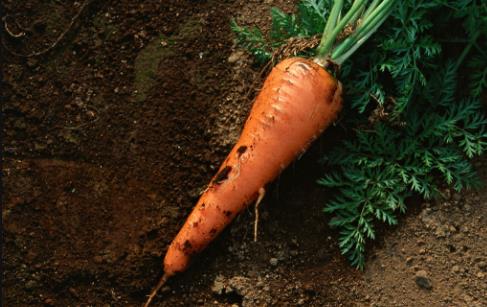 胡蘿卜有點甜糖尿病人可不可以吃？