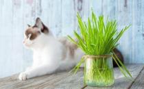 ?只知貓草能吐毛球可就落伍了 常見的貓咪食用植物