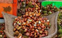 食療補腎平時應多吃的食物 走出補腎誤區健康補腎