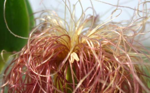 玉米須性平味甜有利尿消腫的作用 玉米須的食用方法