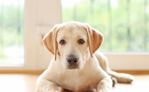 怎樣訓練狗狗上廁所？訓練狗狗定點大小便方法！