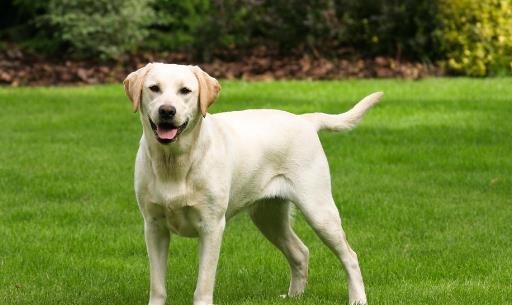 怎樣訓練狗狗上廁所？訓練狗狗定點大小便方法！