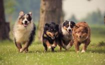 ?帶寵物出國全攻略 攜寵離境至少提前一周進行檢疫