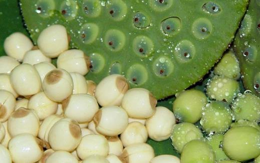 秋季進補要避免的誤區 秋季進補應選的食材