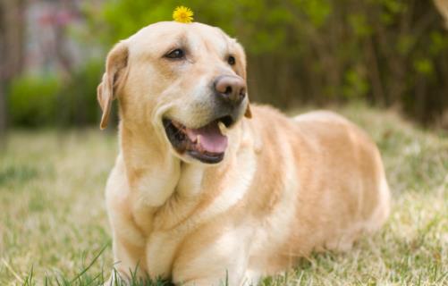 養狗人必知的狗狗嘔吐情況 小狗不吃東西還吐怎么辦