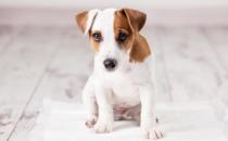 ?哪些狗狗好養又不生病 養狗狗的日常注意事項