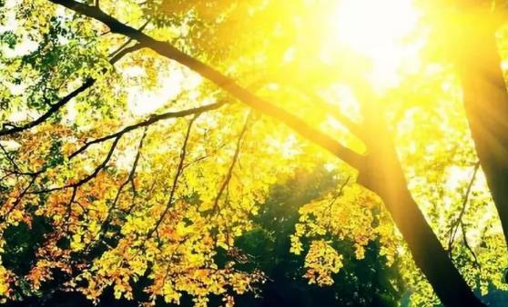 杜仲花生煲雞腳湯補(bǔ)陽(yáng)氣 推薦生活中可以升養(yǎng)陽(yáng)氣的方法