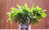 ?盆景植物的功效超乎想象 茉莉花泡茶有養顏的功效