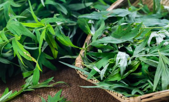 看艾葉灰的神奇功效 正確使用有消炎、殺菌的作用