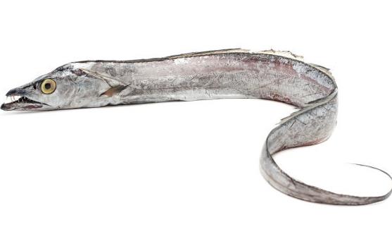 經(jīng)常吃帶魚(yú)能夠養(yǎng)肝補(bǔ)血潤(rùn)膚養(yǎng)發(fā) 帶魚(yú)的4種美味做法