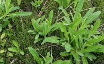 ?苦菜能補血消暑清熱解毒 紫花苦菜泡水喝的使用禁忌