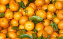 ?常食沙糖桔祛痰平喘調理脾胃 食用沙糖桔的注意事項