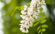 ?洋槐花的藥用價值和副作用 洋槐花簡單美味又解饞的做法