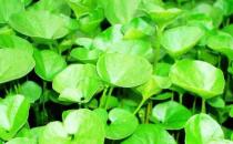 ?馬蹄草的功效作用很多 馬蹄草的常見美味吃法 